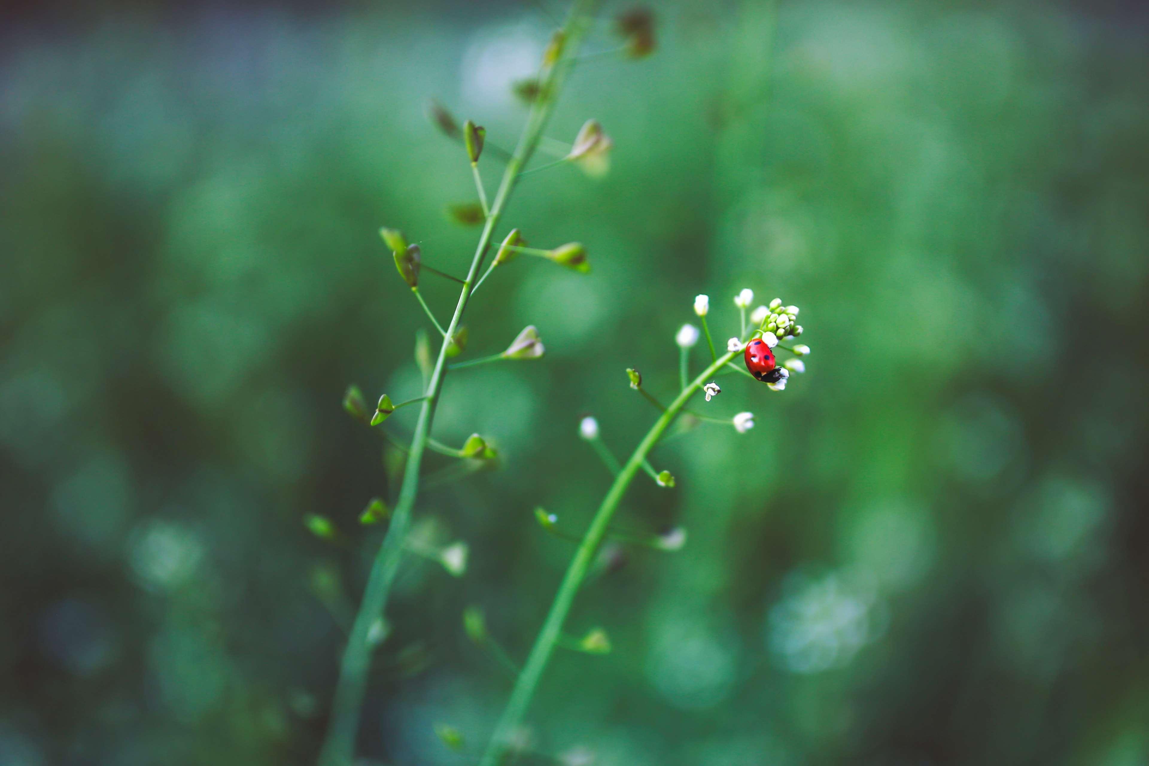 flowers, green, ladybug, little, plant, red, white 4k