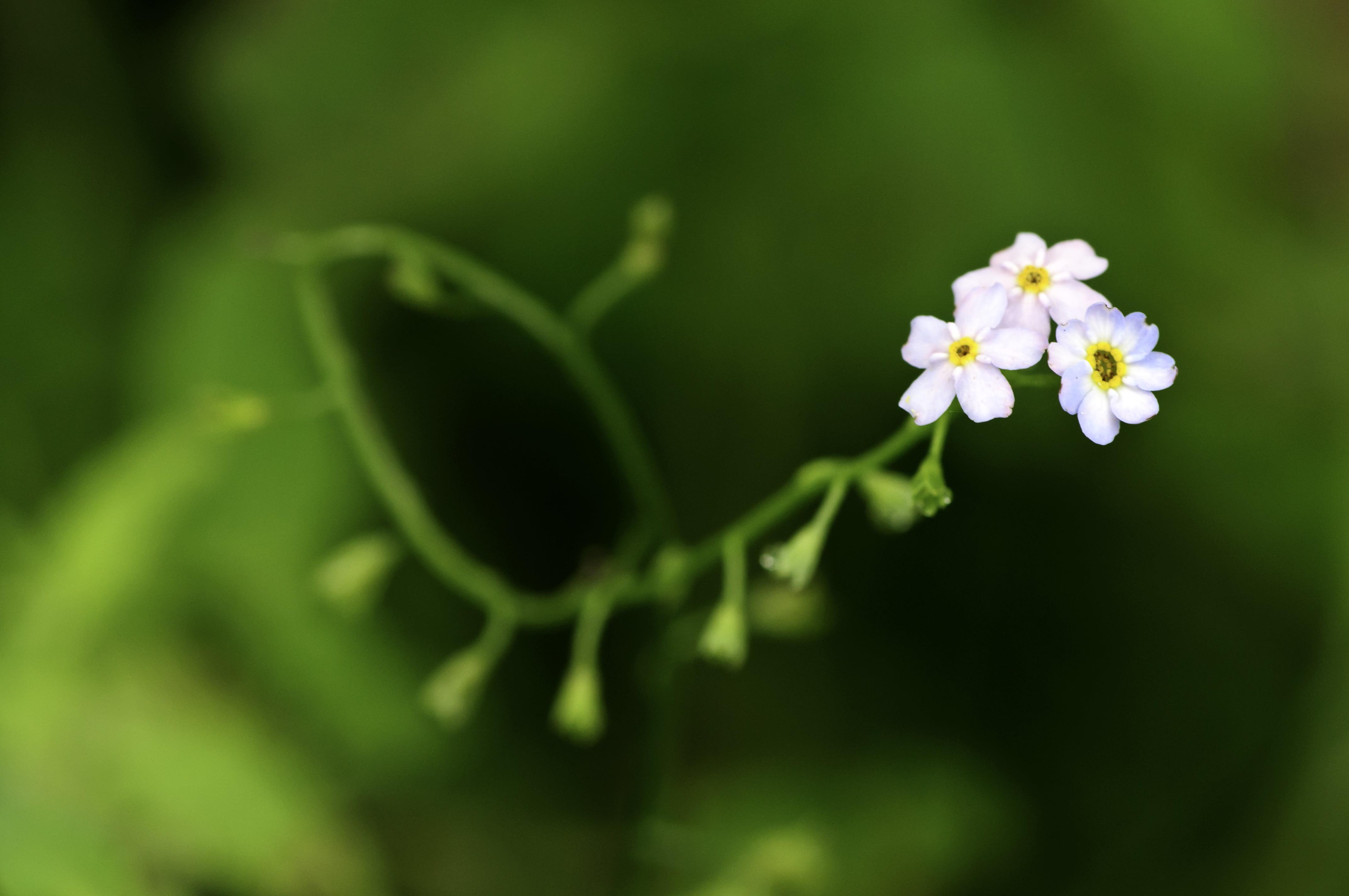 Selective focus photo of white petaled flower, tiny HD wallpaper