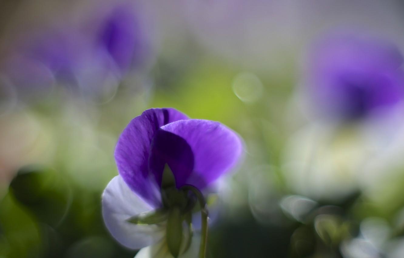 Wallpaper macro, flowers, glare, petals, blur, white, lilac, violet
