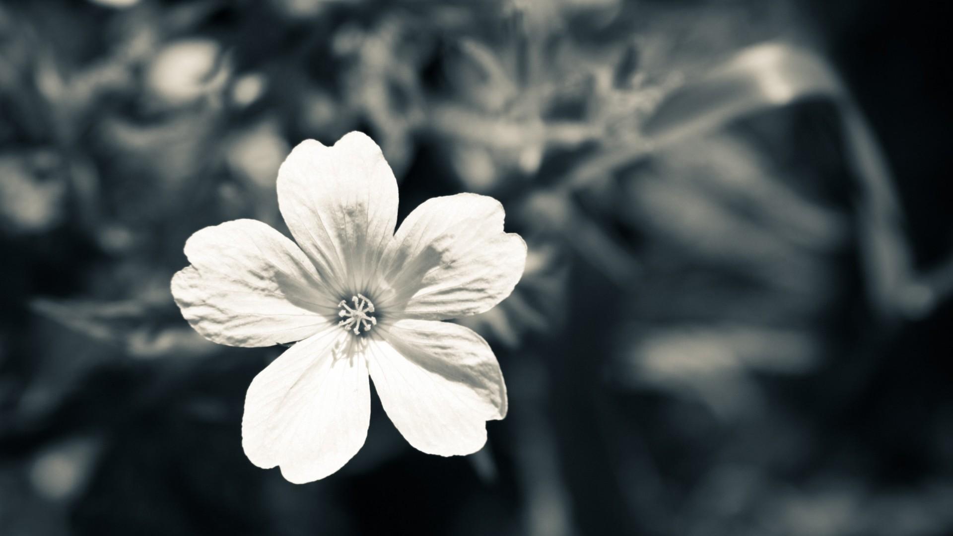Black and White Flower Wallpaper