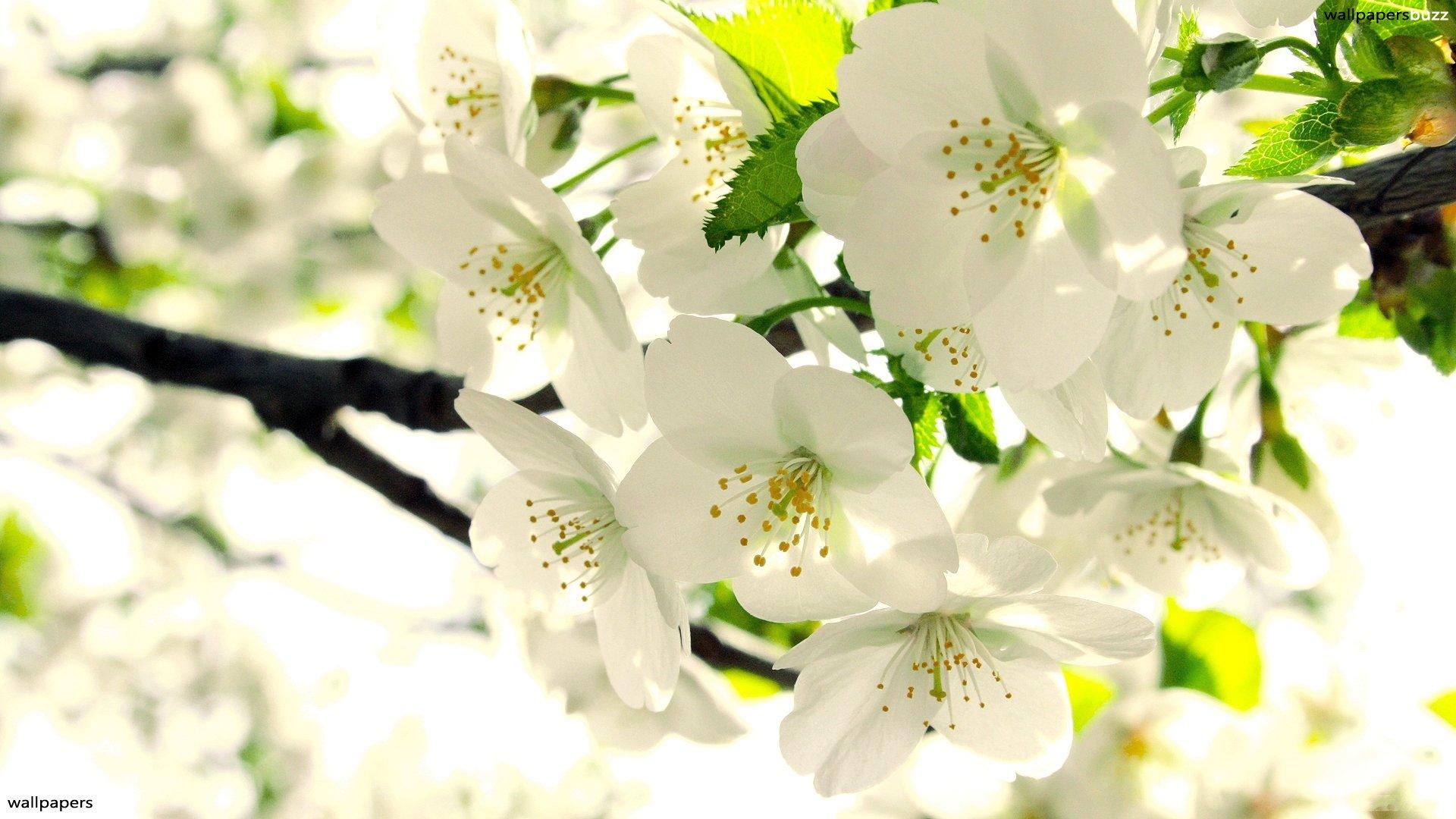 White Flowers Wallpaper