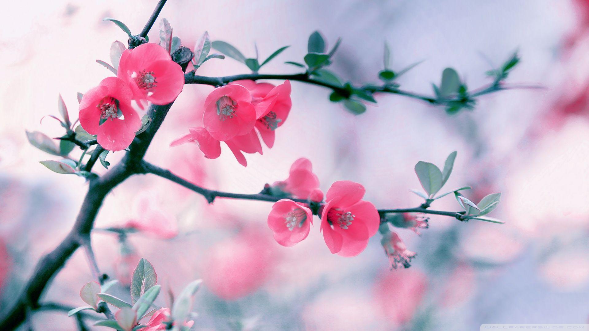 Download Pink Flower, spring, blossom, flowers, 1920x1080 wallpaper