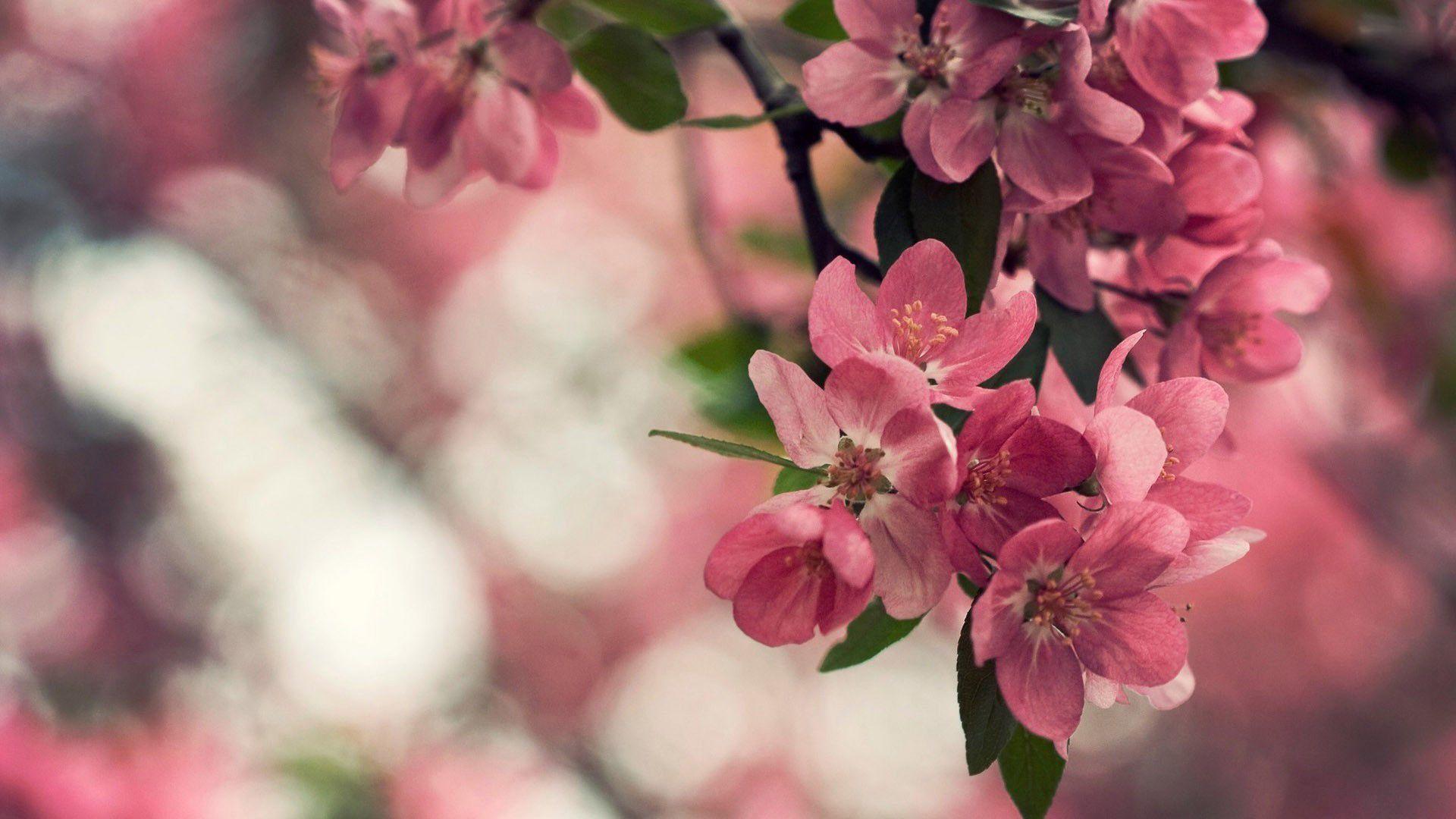 Blossom flower wallpaper HD image. Spring. Cherry