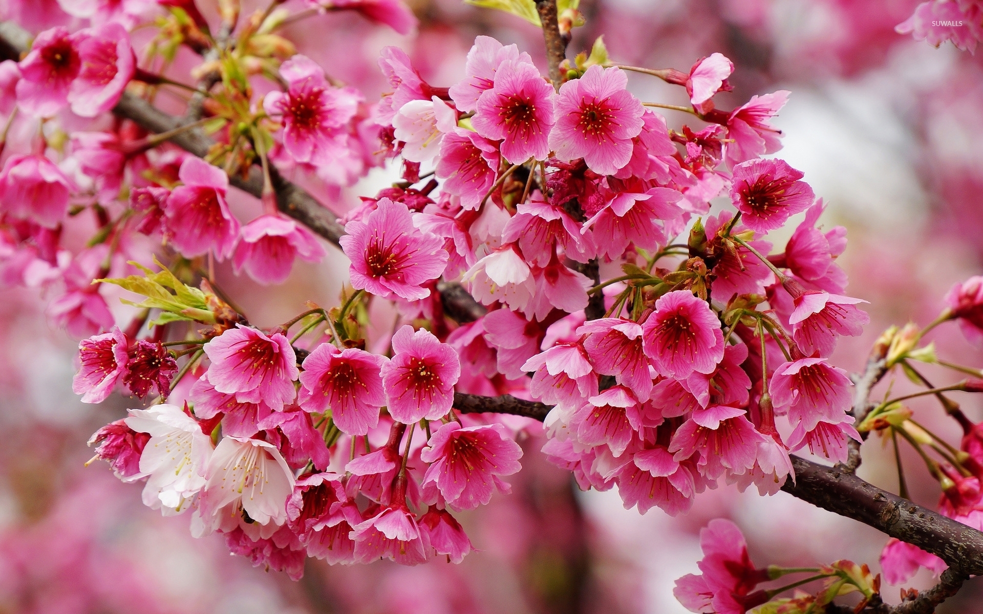 Wonderful spring blossoms wallpaper wallpaper