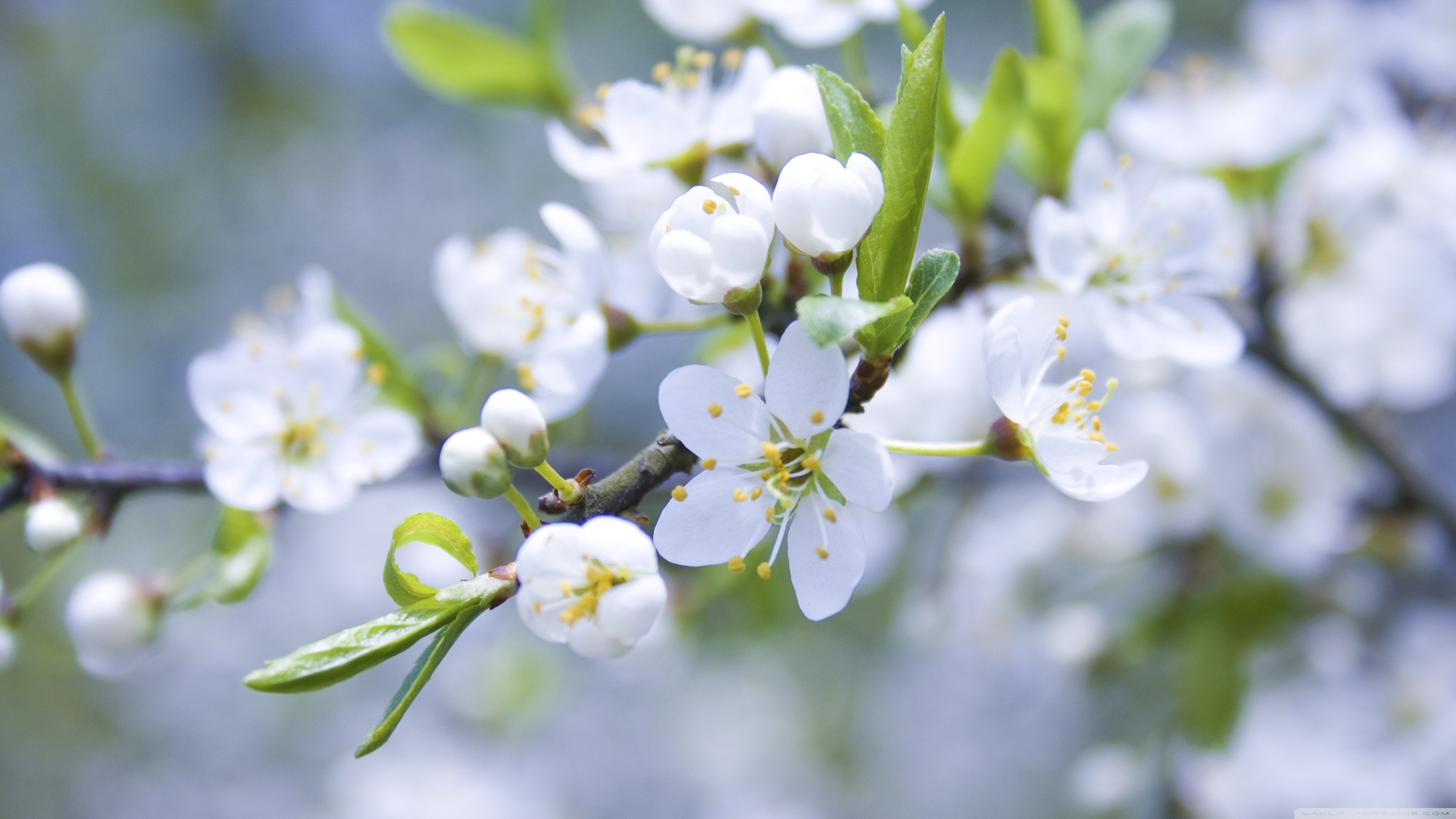 Spring Blossoms ❤ 4K HD Desktop Wallpaper for 4K Ultra HD TV • Wide