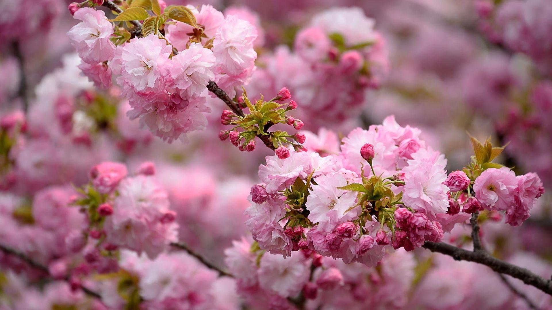 Spring Flower Blossom HD Wallpaper