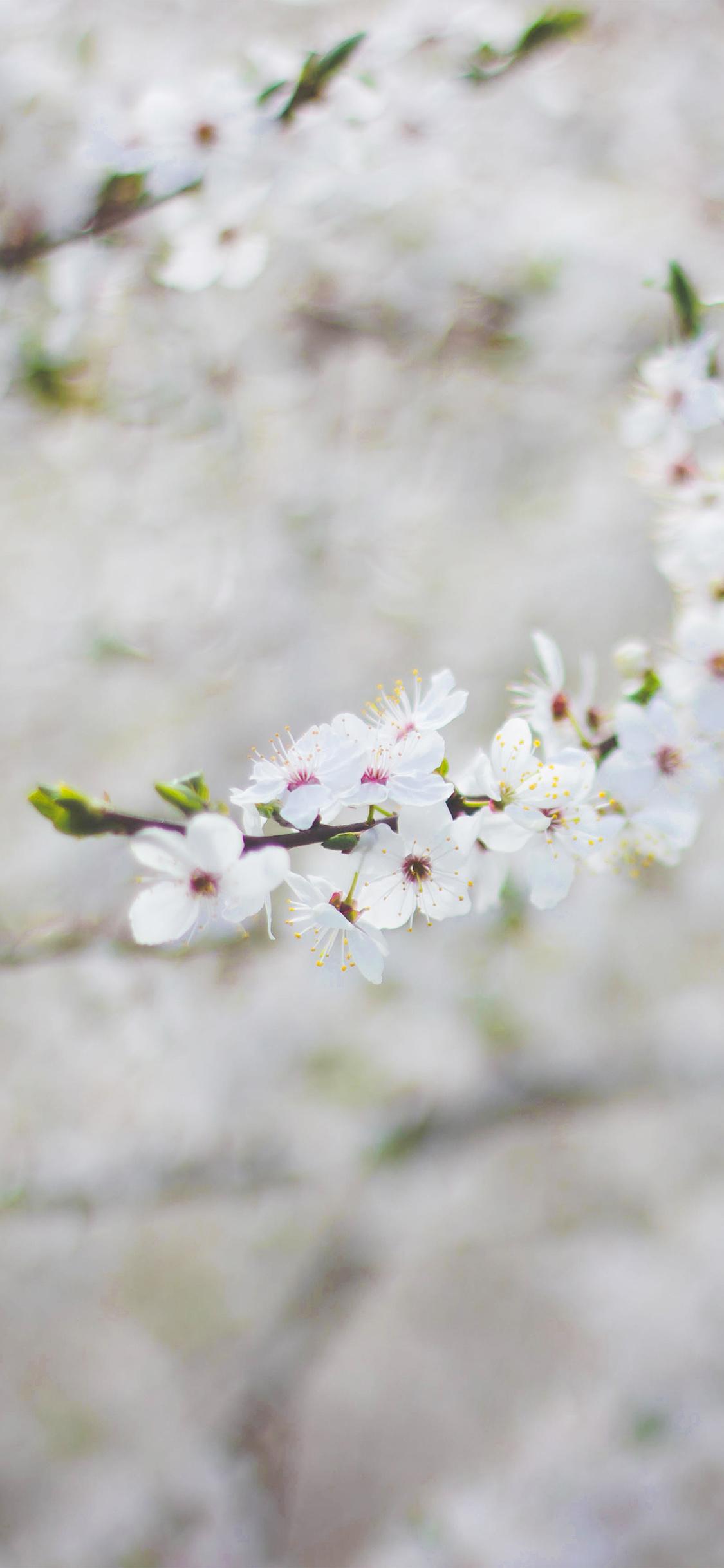 iPhone X wallpaper. spring flower cherry blossom bokeh