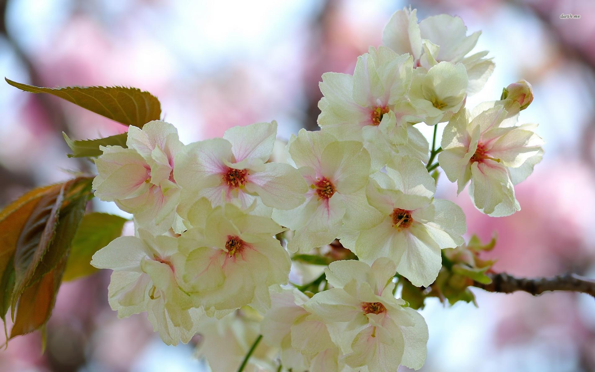 White spring blossoms with pink veins wallpaper wallpaper
