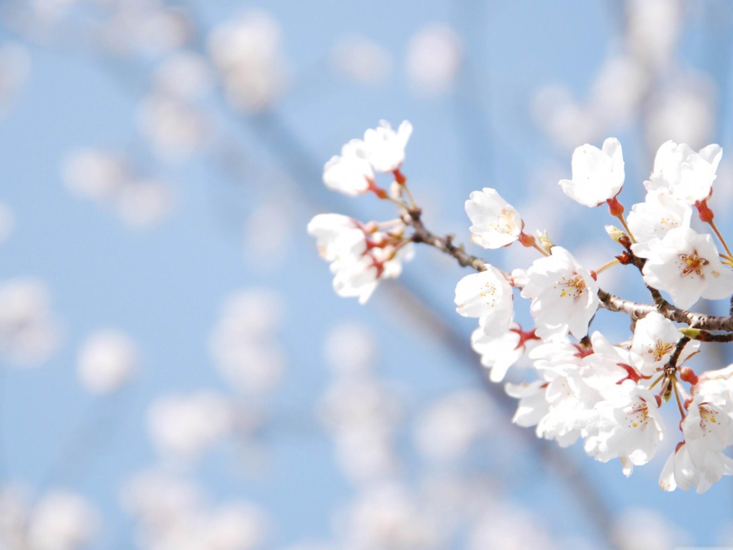 Cherry Blossom Desktop HD Wallpaper. Flowers Wallpaper