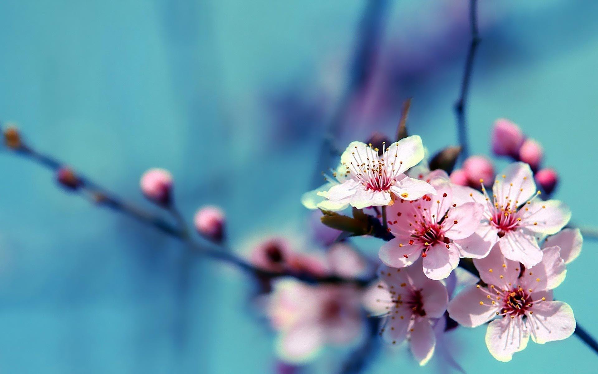 Cherry Blossoms Flowers Wallpaper Free Cherry Blossoms