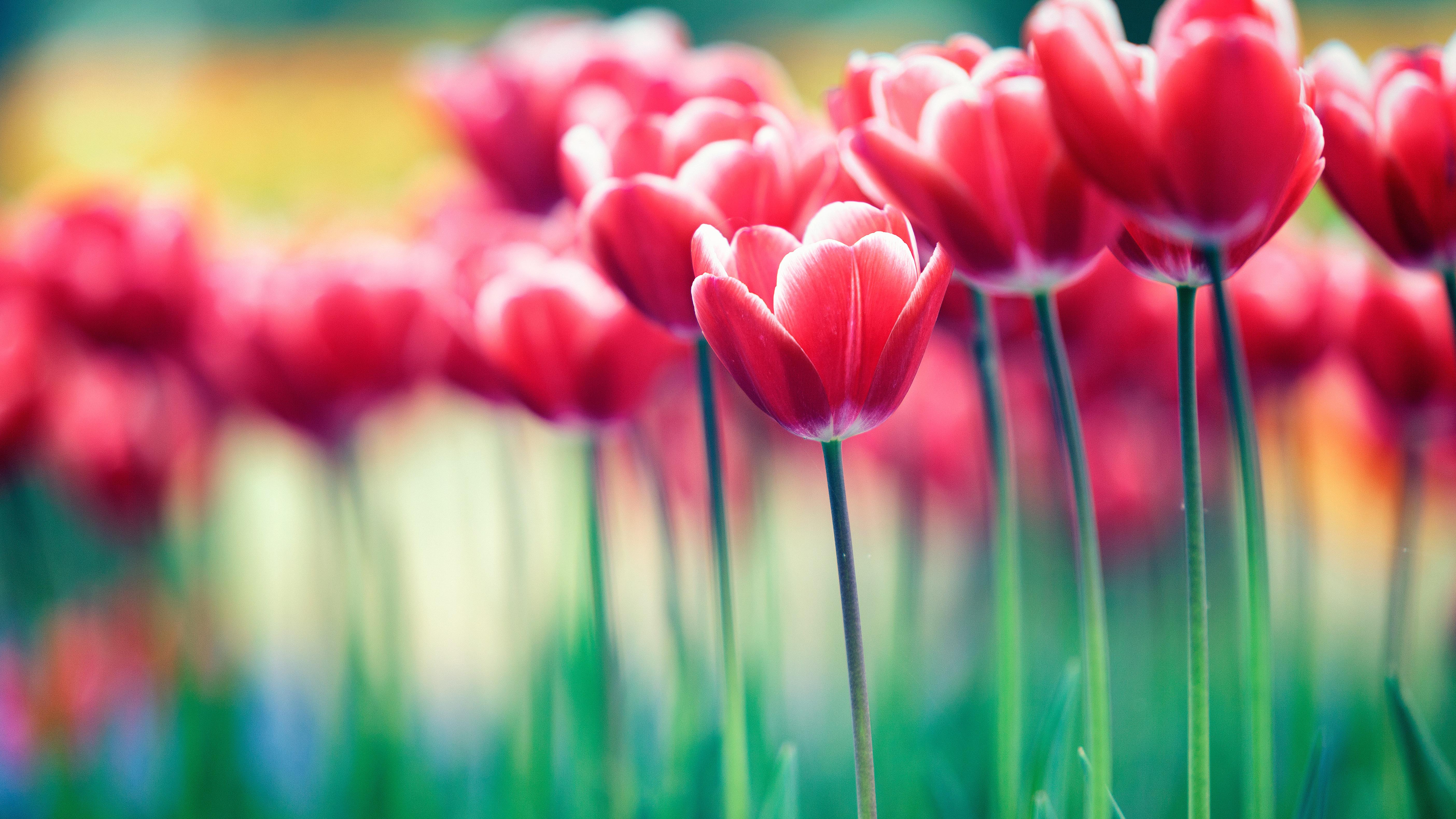 #Spring flowers, #Blossom, K, #Bokeh, #Bloom, #Pink flowers