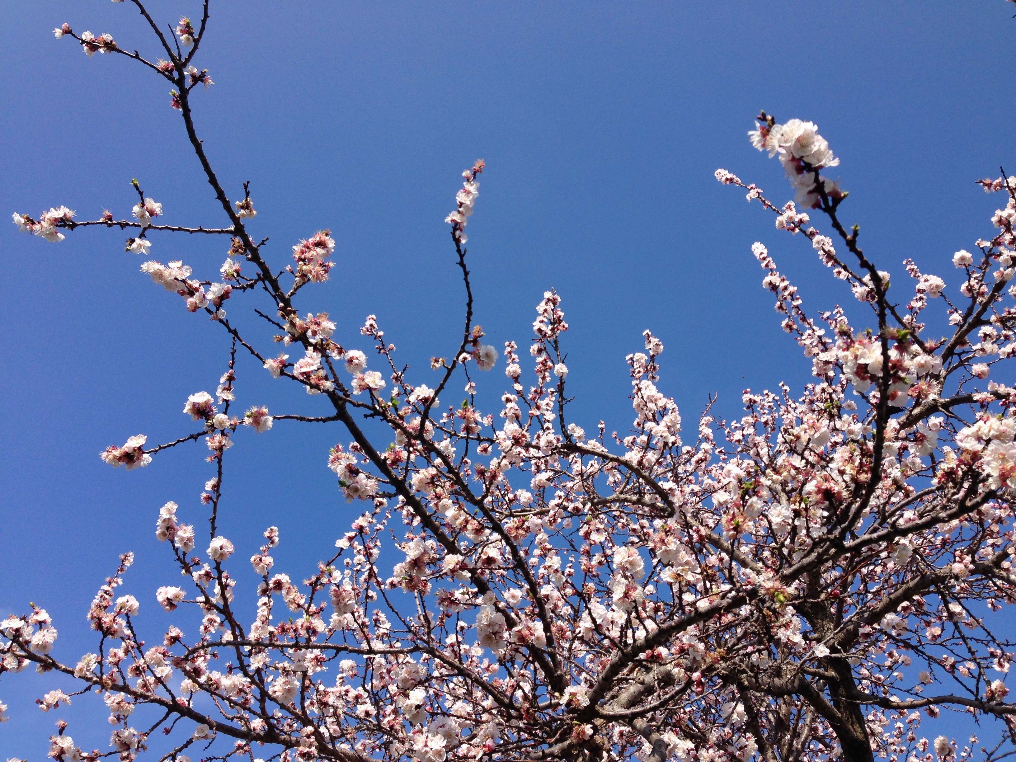 blue sky, flowers, spring, spring flower wallpaper