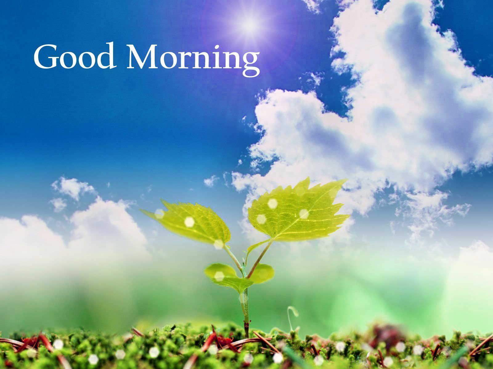 Good Morning Nature Images Hd 1080p Download  ShayariMaza