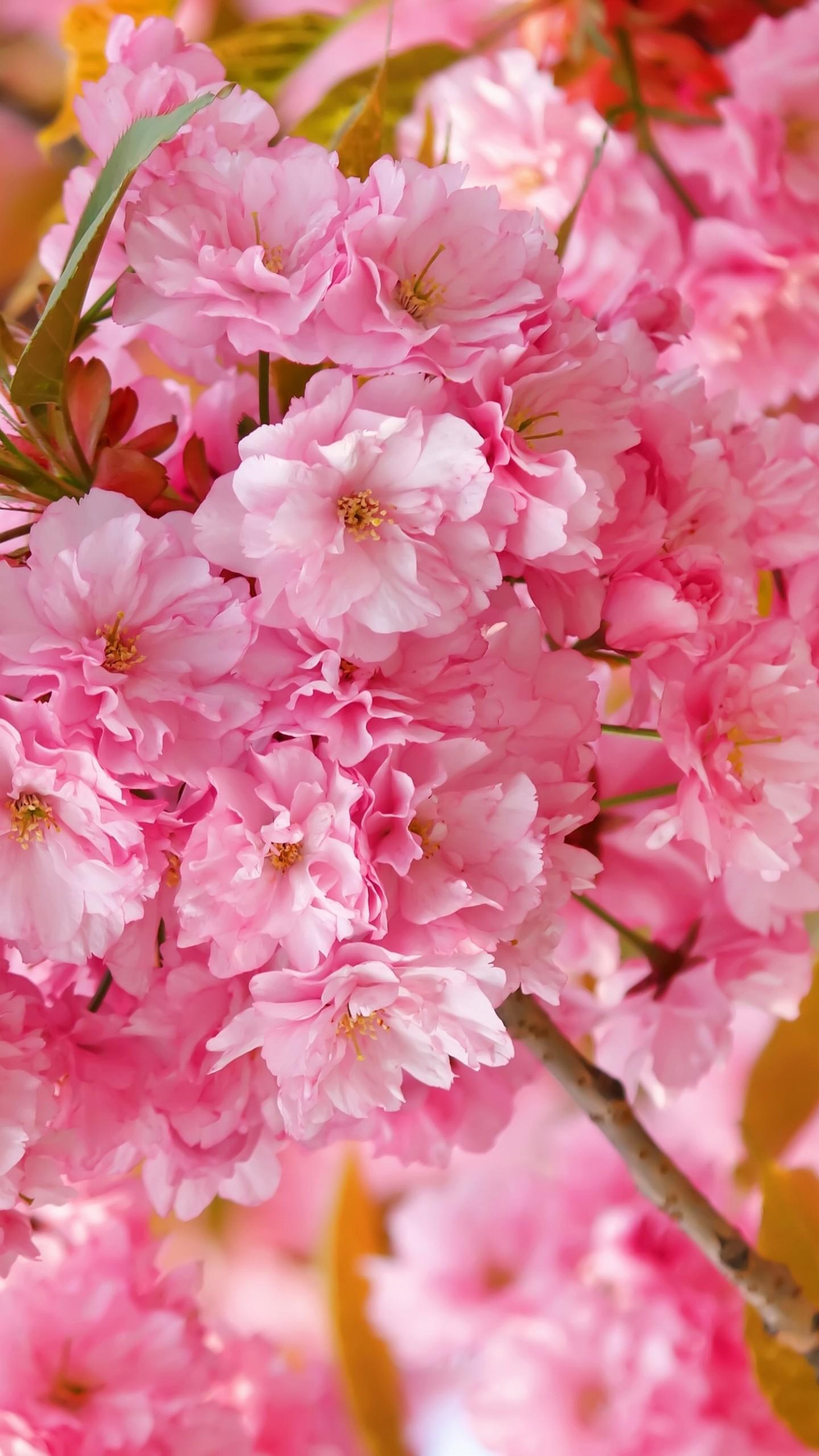 Wallpaper sakura, 4k, HD wallpaper, cherry blossom, pink, spring, flowers, Nature