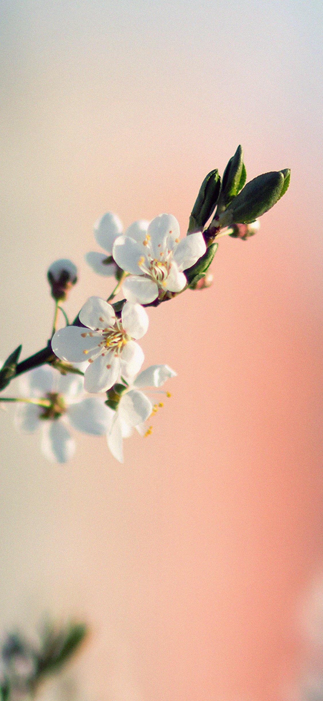 spring flower white delight