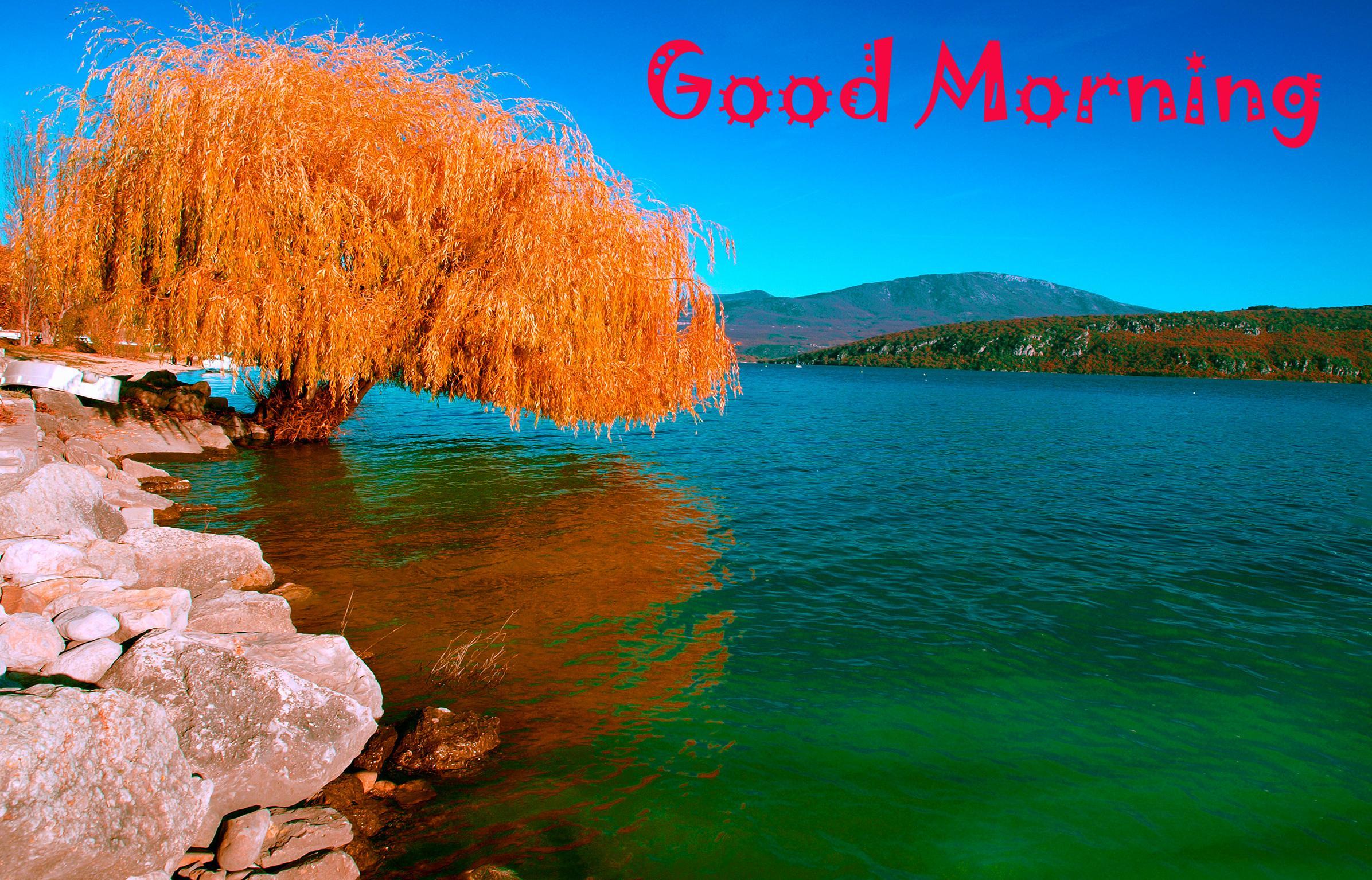 Latest Good Morning Image Wallpaper Photo Pics HD Download