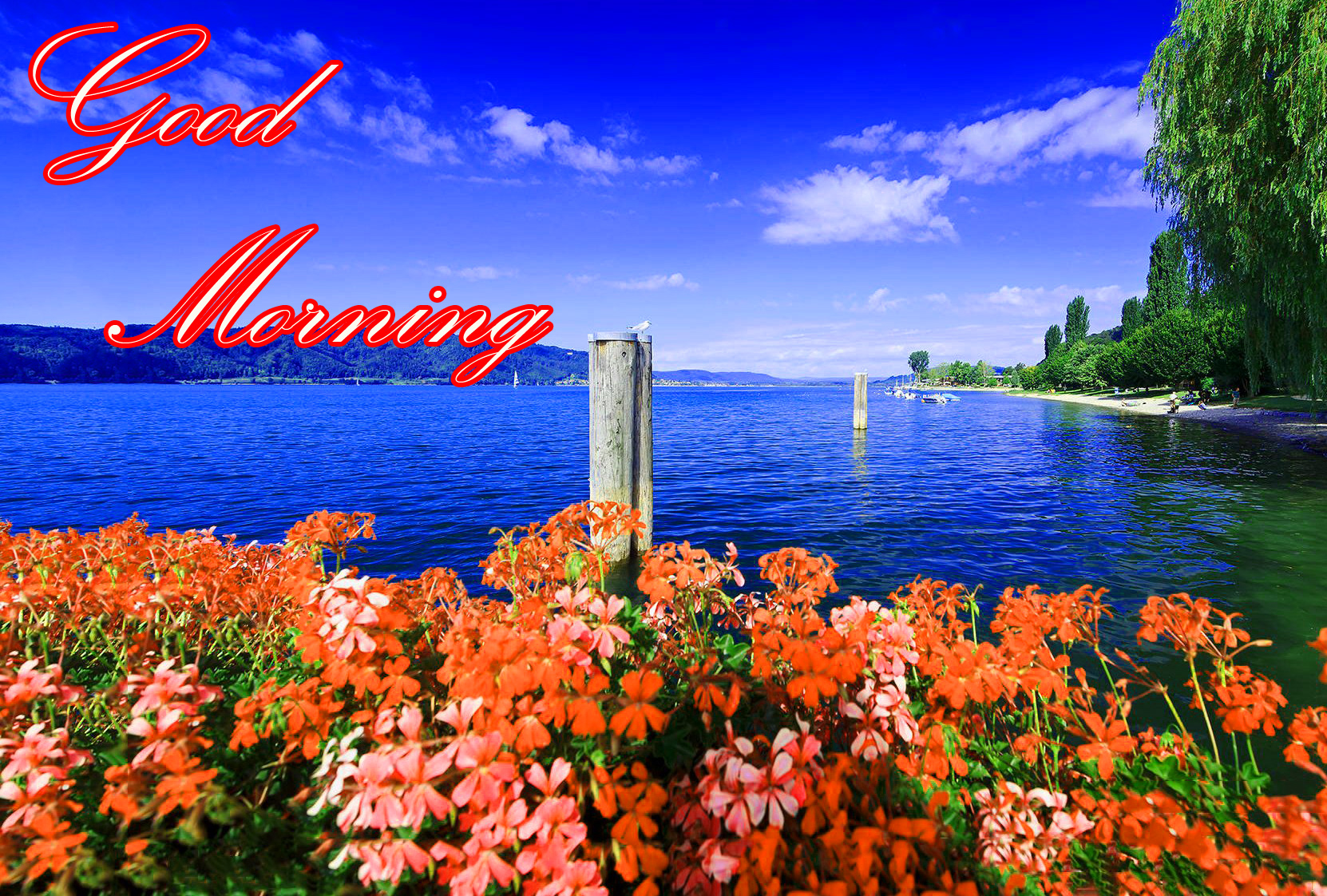 Latest Good Morning Image Wallpapers Photo Pics HD Download For
