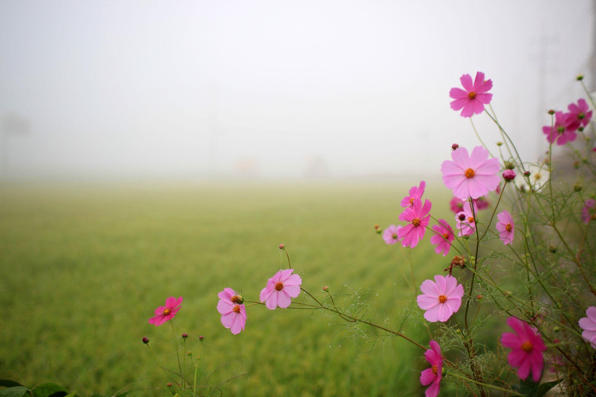 40 Beautiful Good Morning With Flowers Wishes Wallpapers