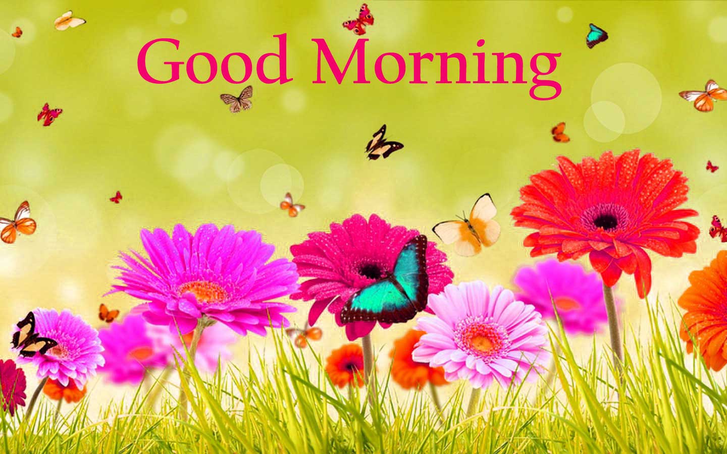 157+ Good Morning Flowers Image Photos Pics HD Download Here