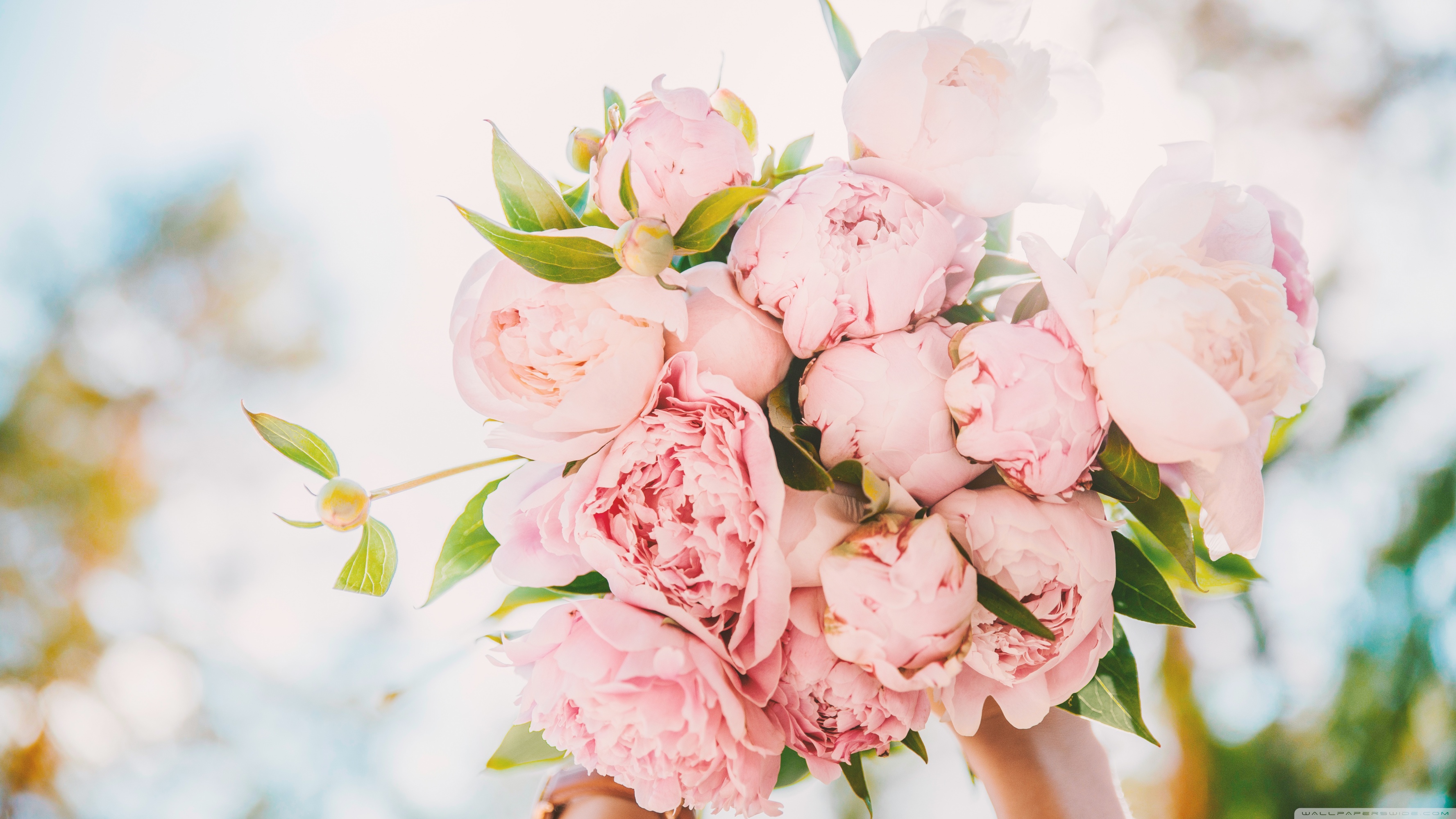 Light Pink Peonies Bouquet ❤ 4K HD Desktop Wallpaper for 4K Ultra