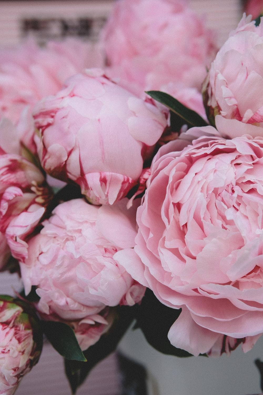 Peonies Picture. Download Free Image