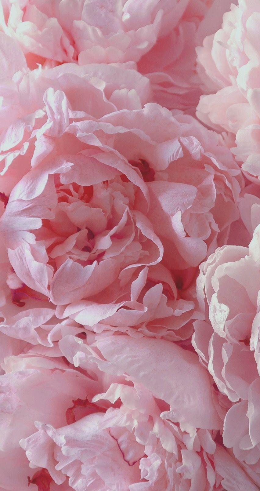 Light Pink Peonies Bouquet Wallpapers - Wallpaper Cave