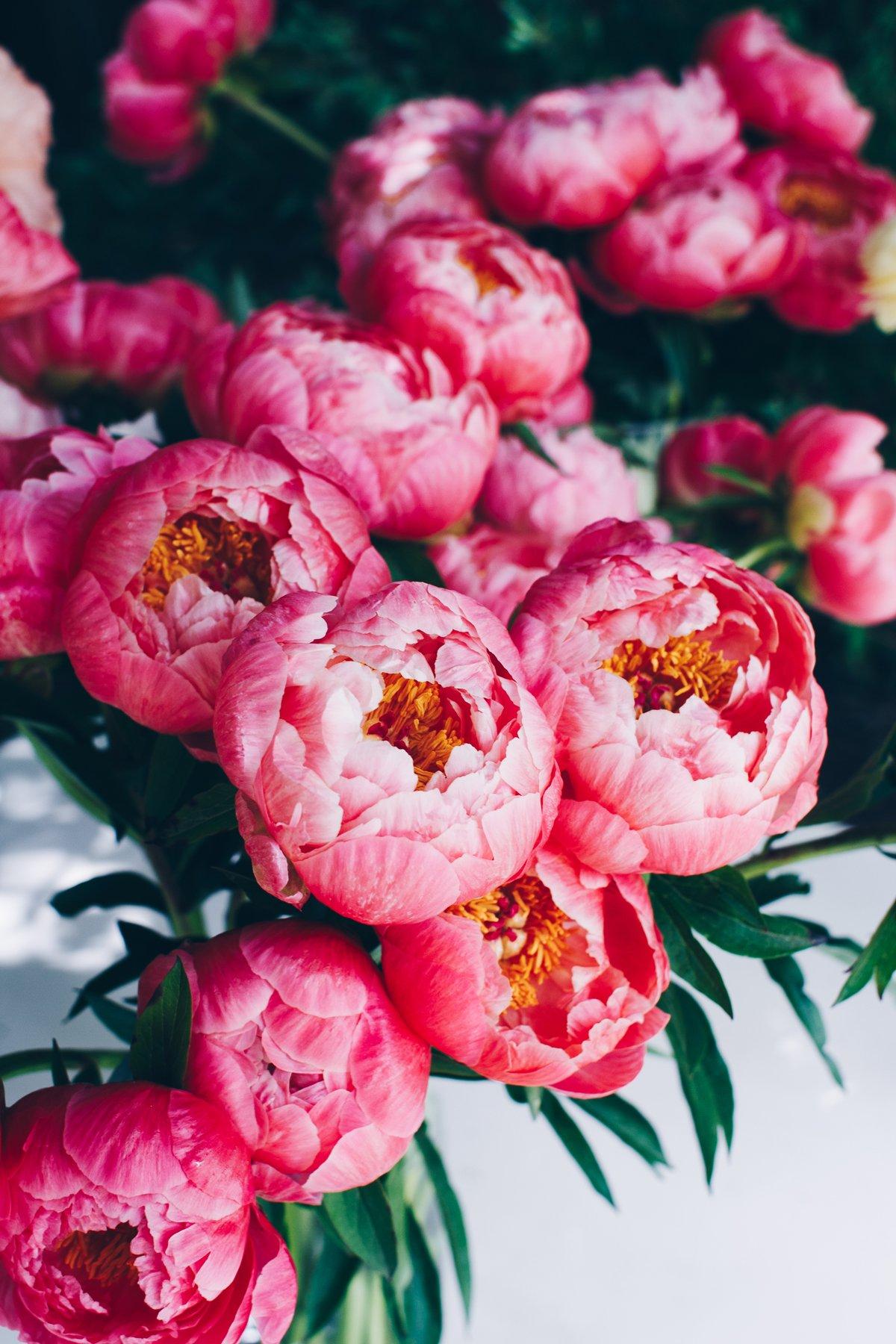 Light Pink Peonies Bouquet Wallpapers - Wallpaper Cave