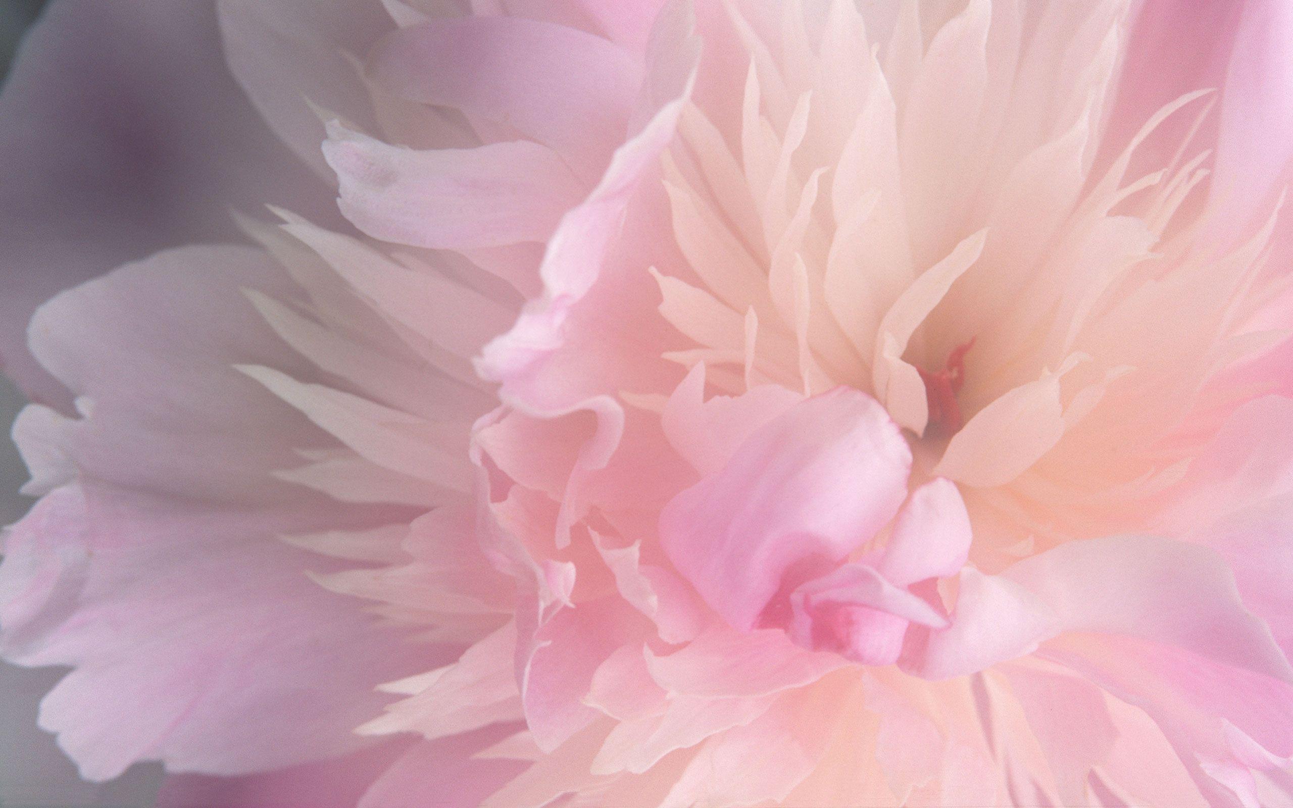 Light Pink Peonies Bouquet Wallpapers Wallpaper Cave Light Pink Peonies Bouquet Wallpapers Wallpaper Cave
