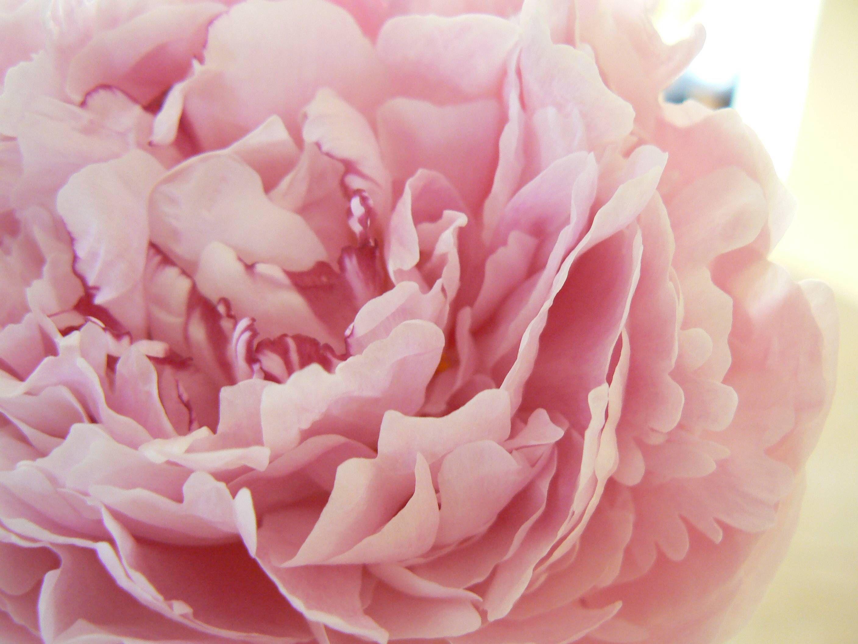 Pink Peonies wallpaper Collections