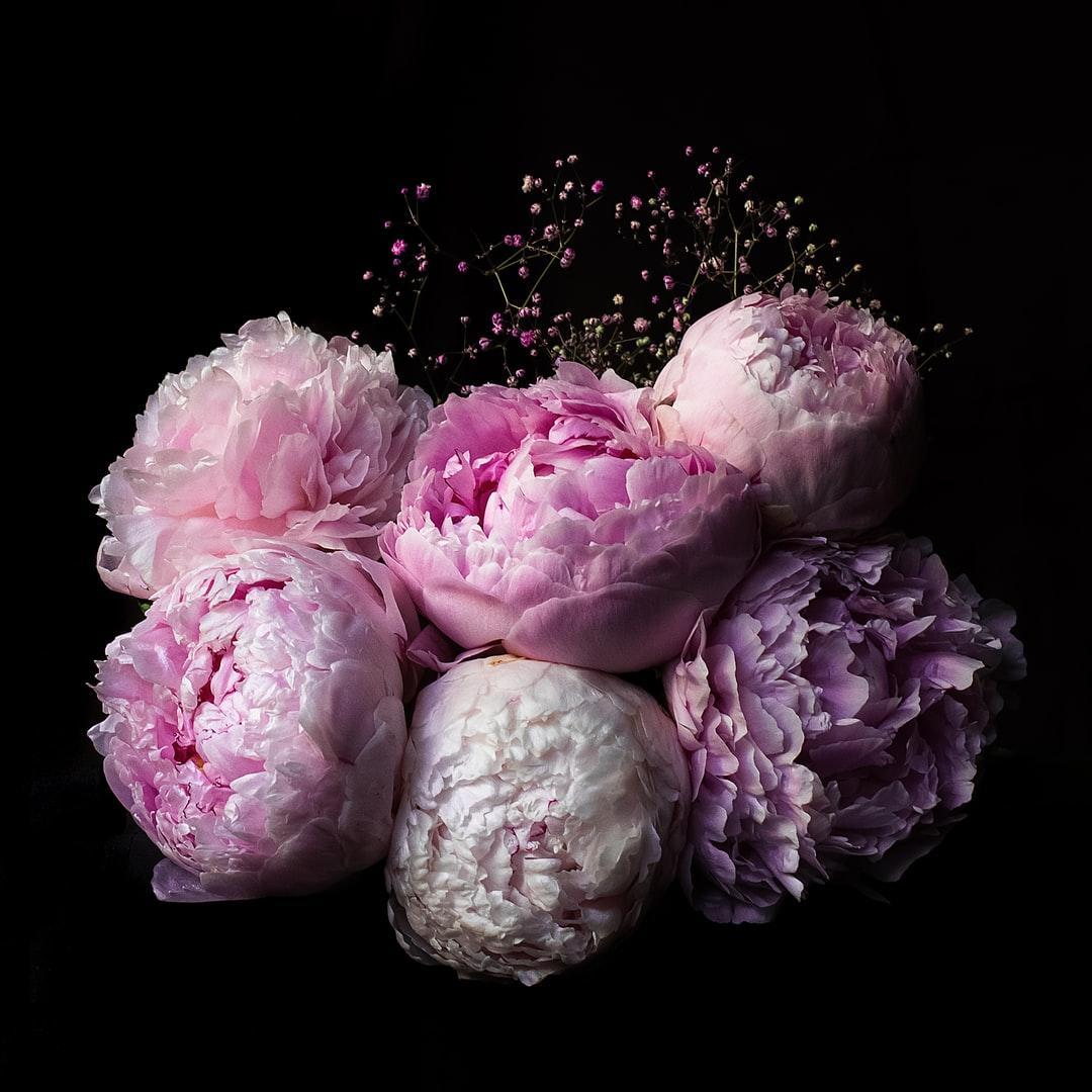 Peony Picture [HD]. Download Free Image