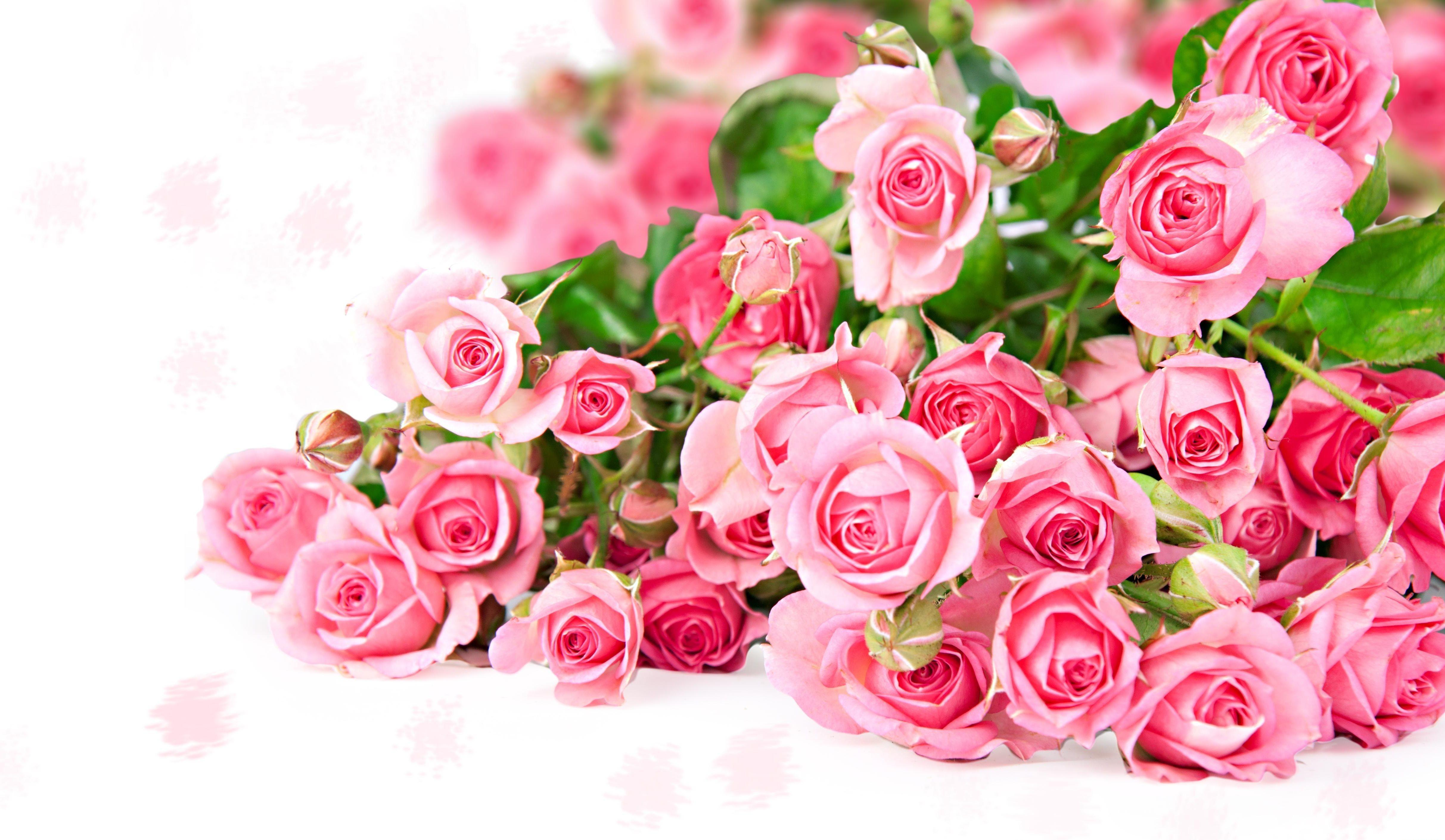 Download wallpaper 4850x2820 roses, flowers, bouquet, pink, tender