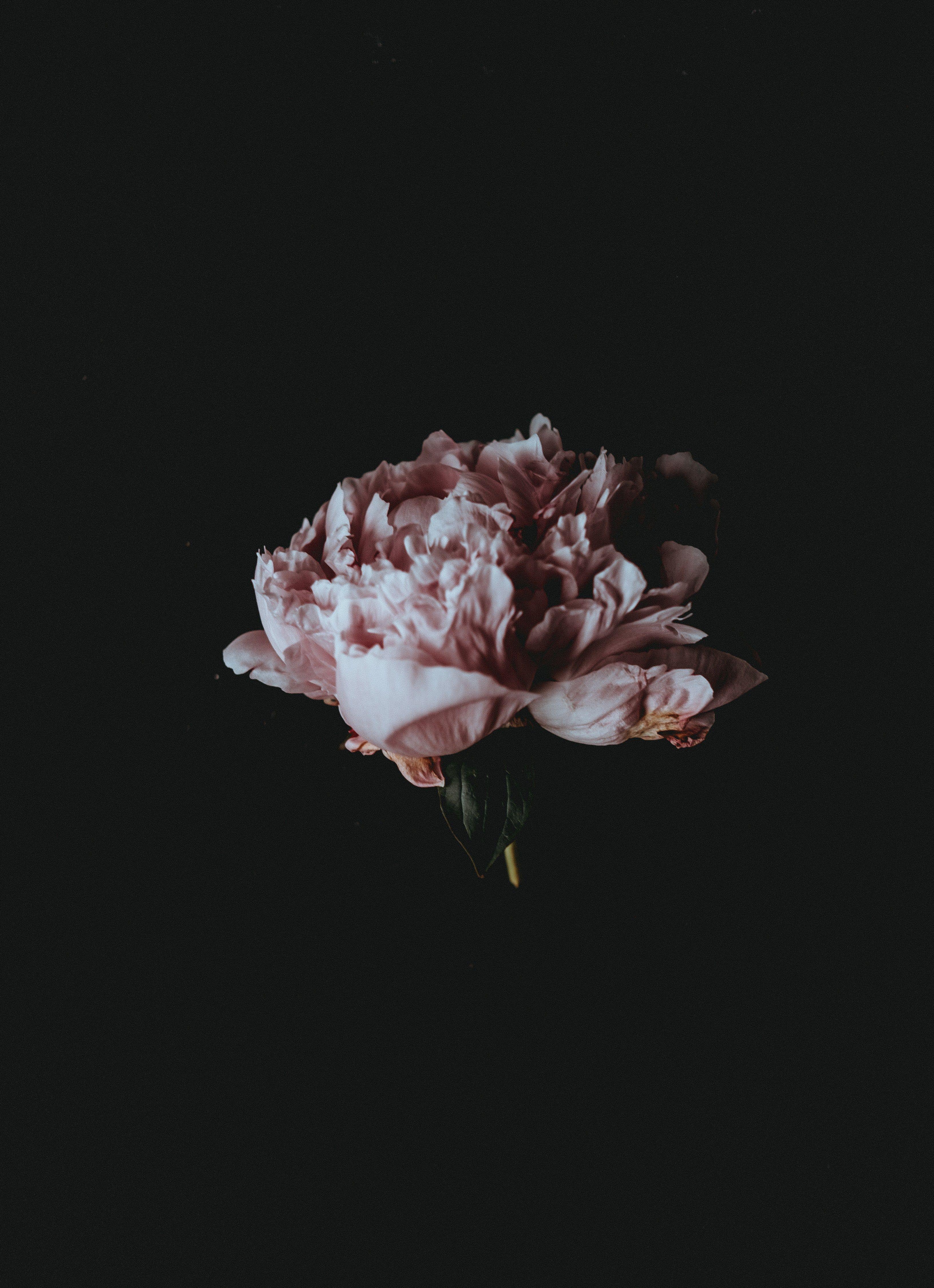 A pale pink peony flower against a black background. paint me like