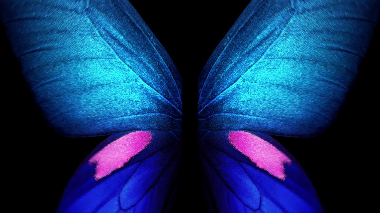 Samsung Galaxy Fold Live Wallpapers Blue Butterfly