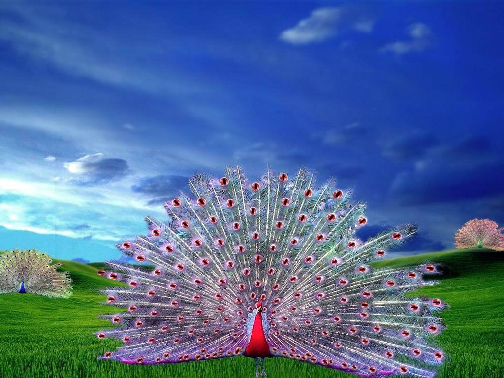 Peacock Picture Peacock Bird Picture