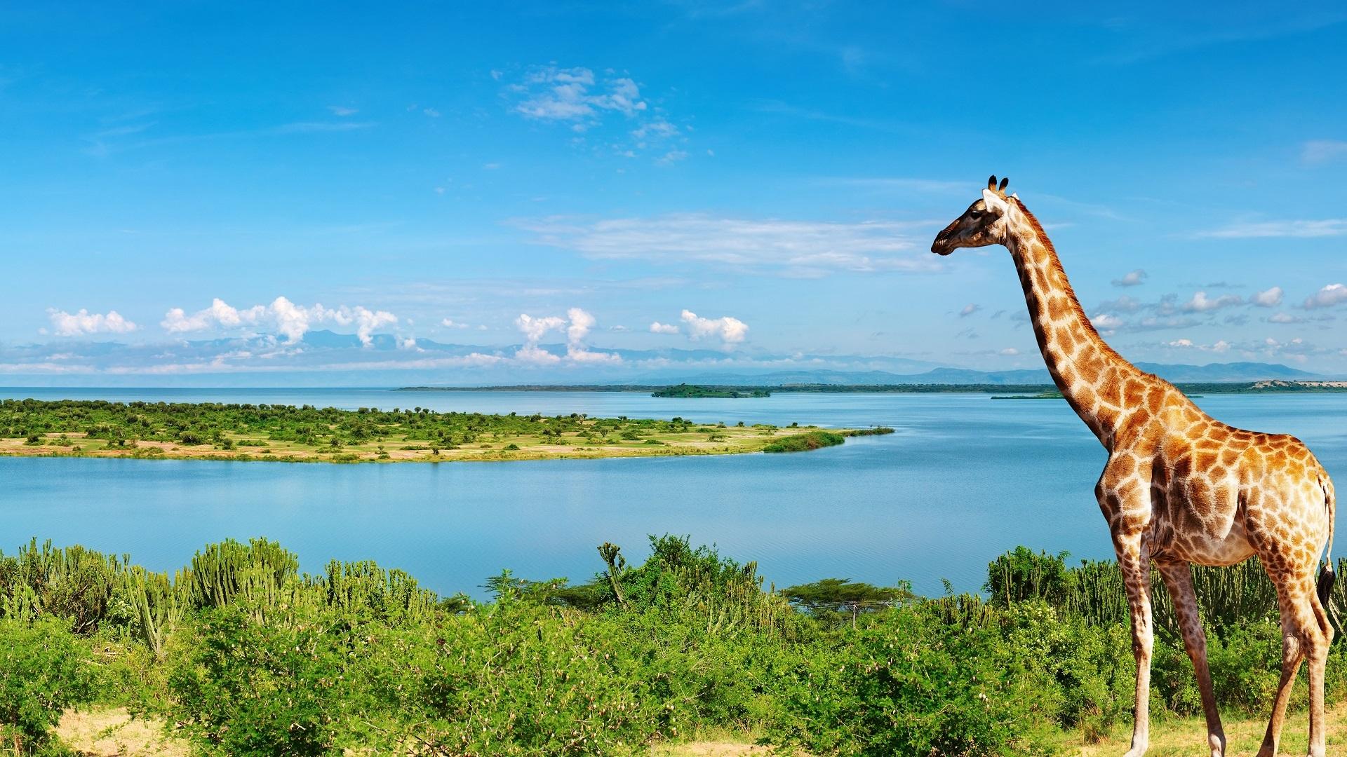 Wallpaper Giraffe at the Nile River side, Africa 1920x1080 Full HD