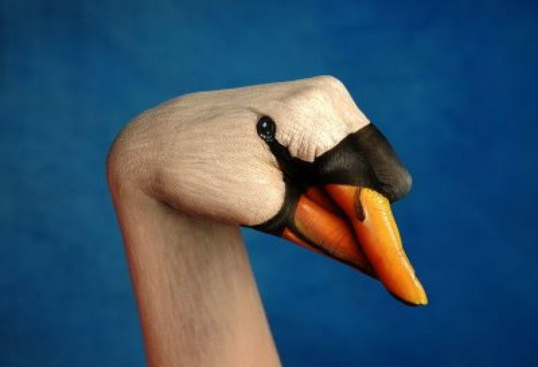 Amazing Hand Painting Looks Like a Bird. HD Funny Wallpaper