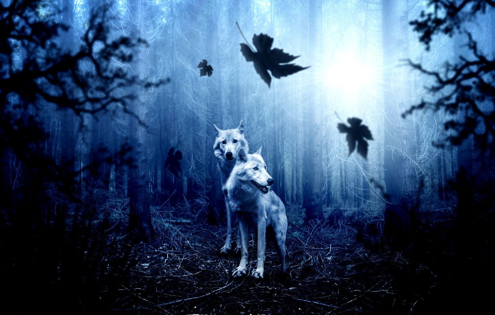 White Wolves In The Forest Wallpaper
