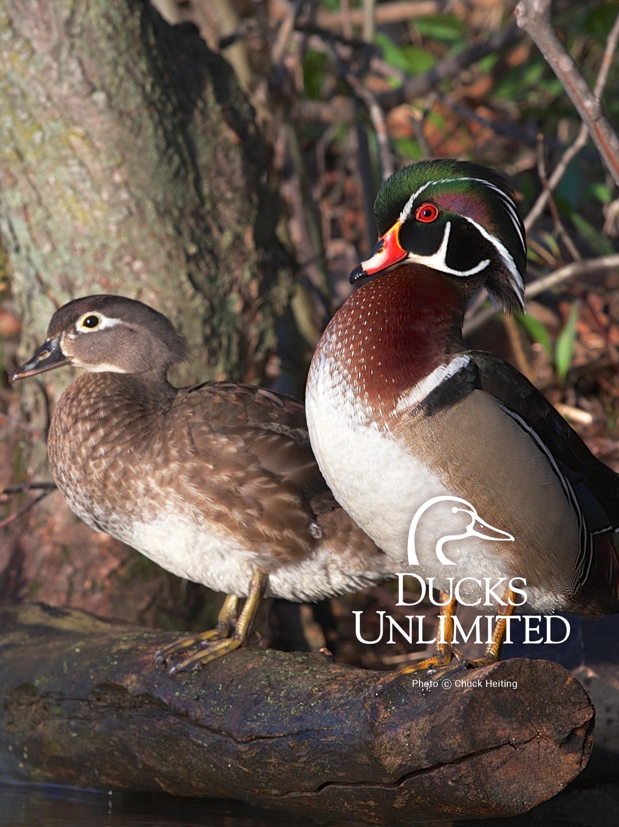 55+ Ducks Unlimited Wood Duck Wallpapers