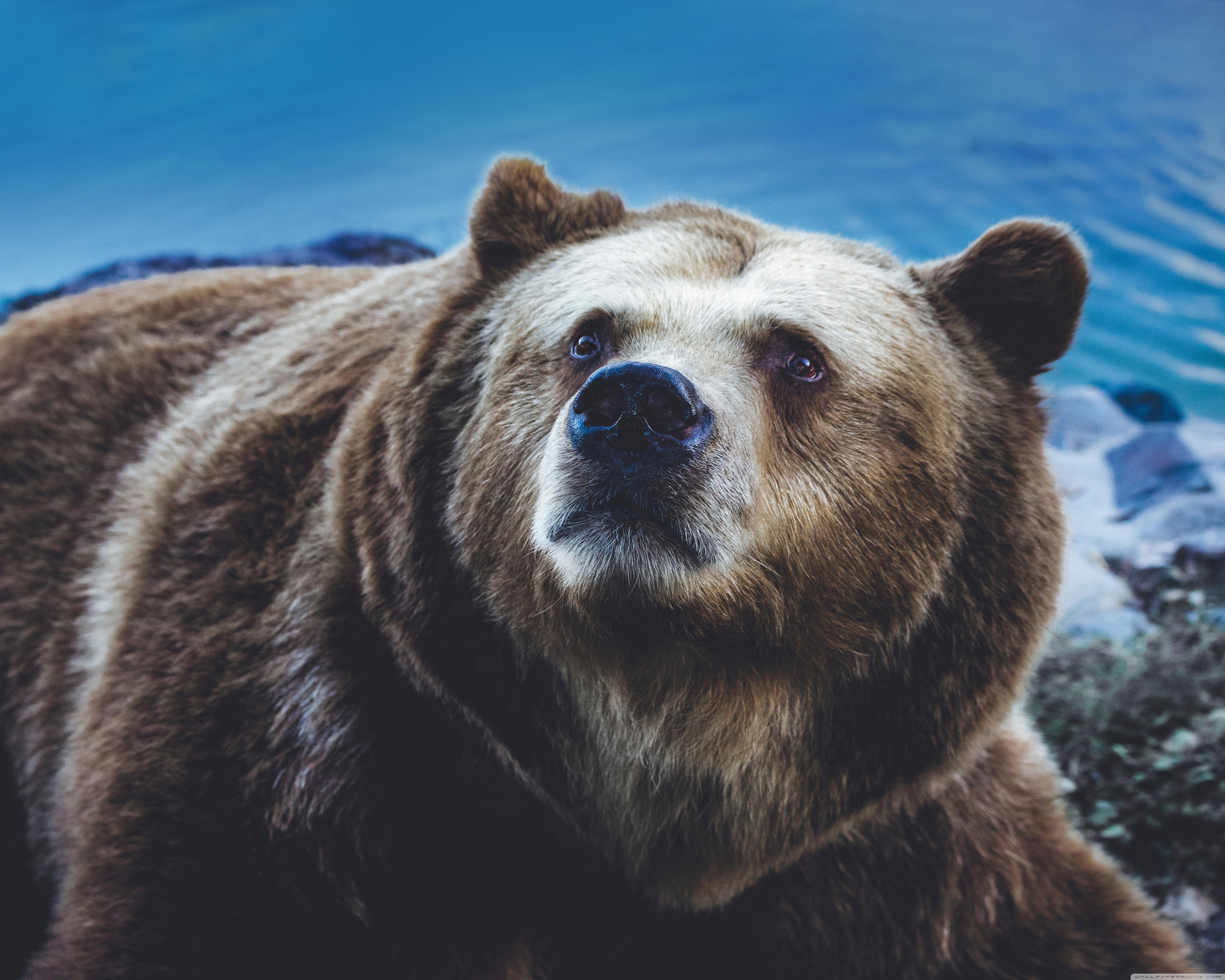 Big Brown Bear Wild Animal ❤ 4K HD Desktop Wallpapers for 4K Ultra