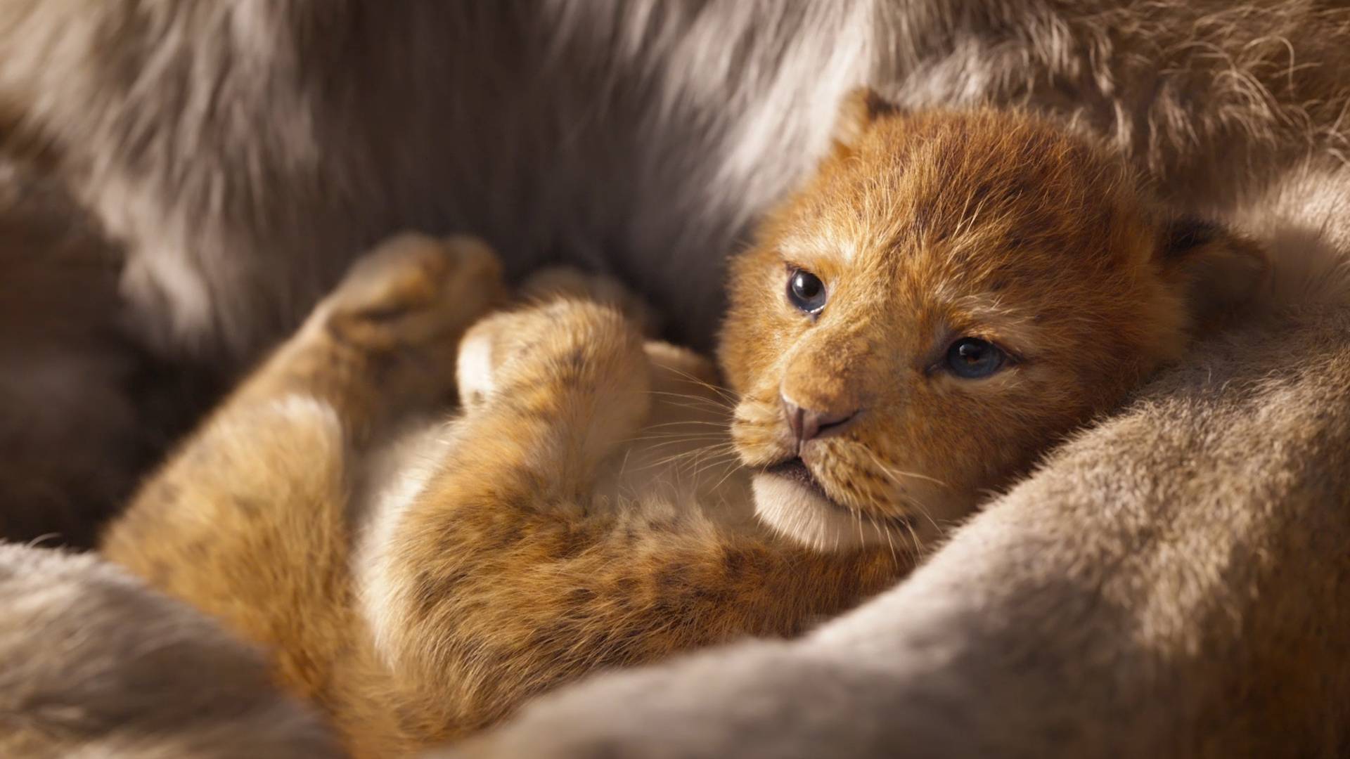 The Lion King Trailer, Rifiki Annoints Samba