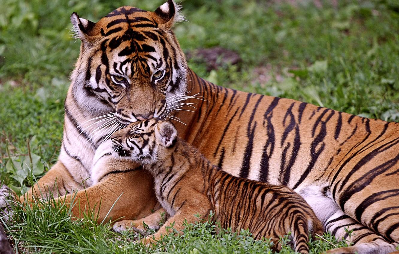 Wallpaper baby, tigers, mom, tigress, tiger image
