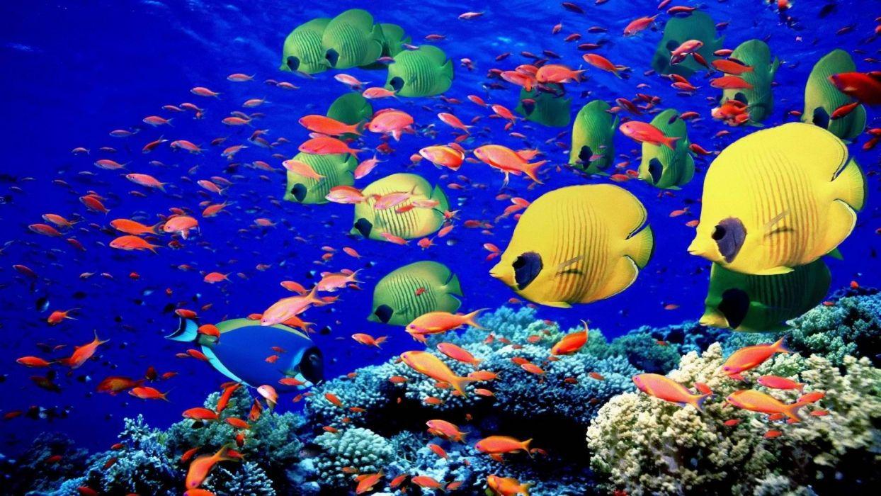 Animals fishes underwater swim coral reef colors bright sea life