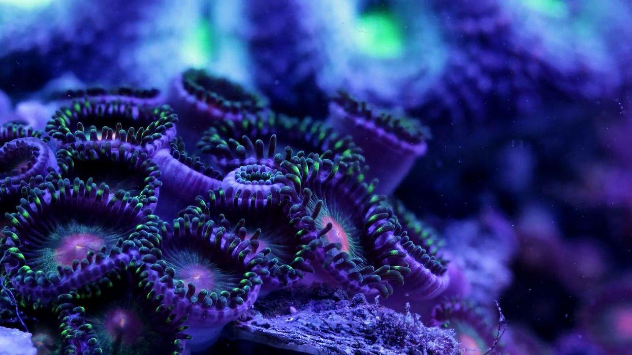 SEA LIFE Underwater Sea Ocean Art Artwork 3 D Psychedelic Coral