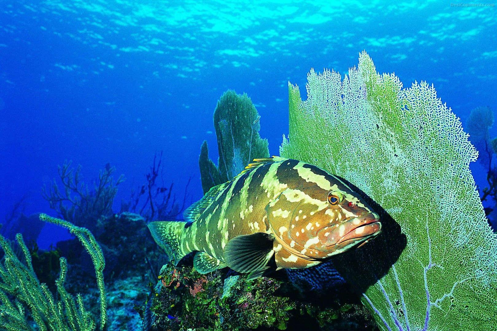 Download Ocean Life Desktop Background chillcovercom Underwater
