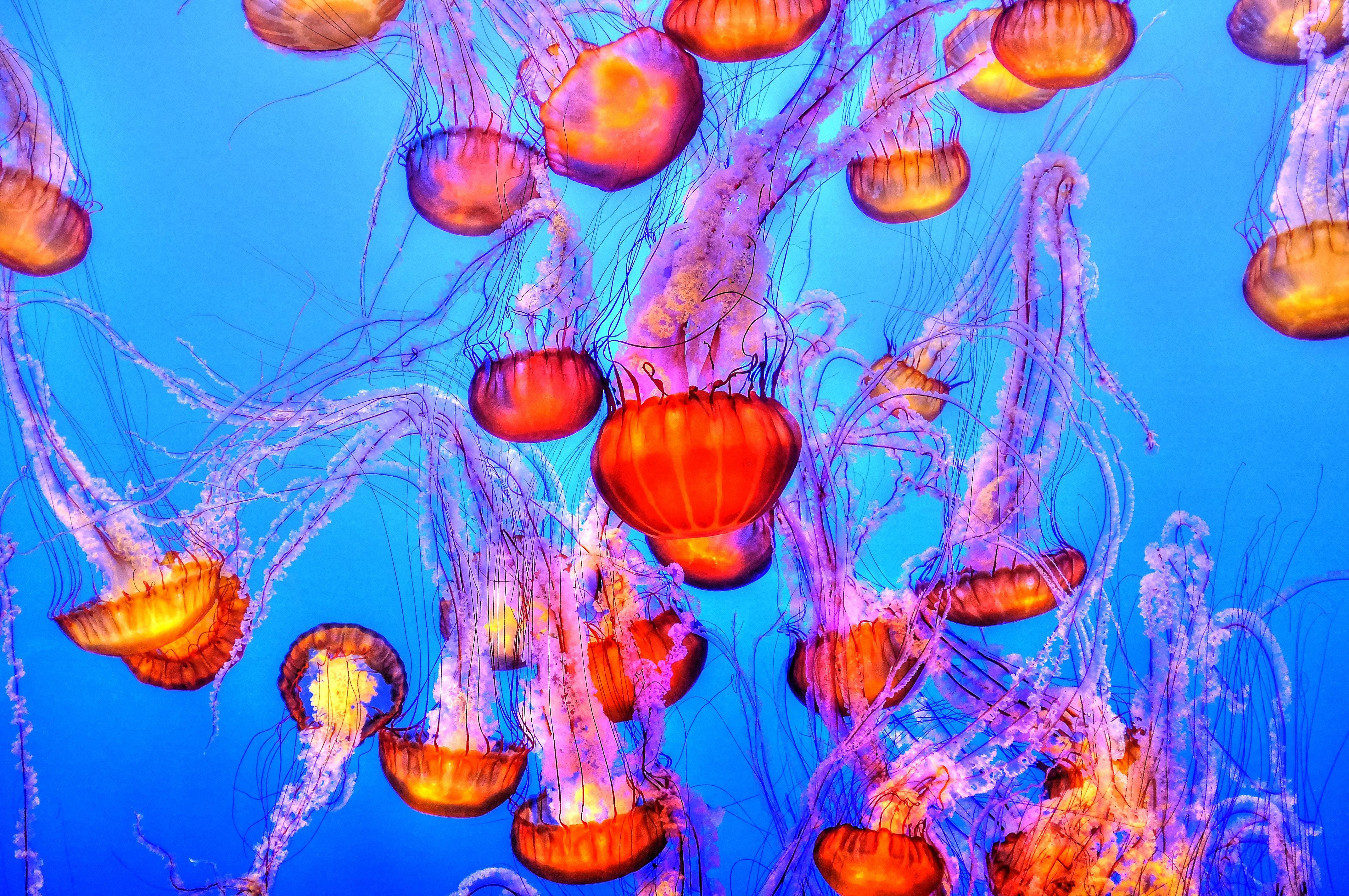 4288x2848 #ocean, #jellyfish, #water, #sea, #PNG image