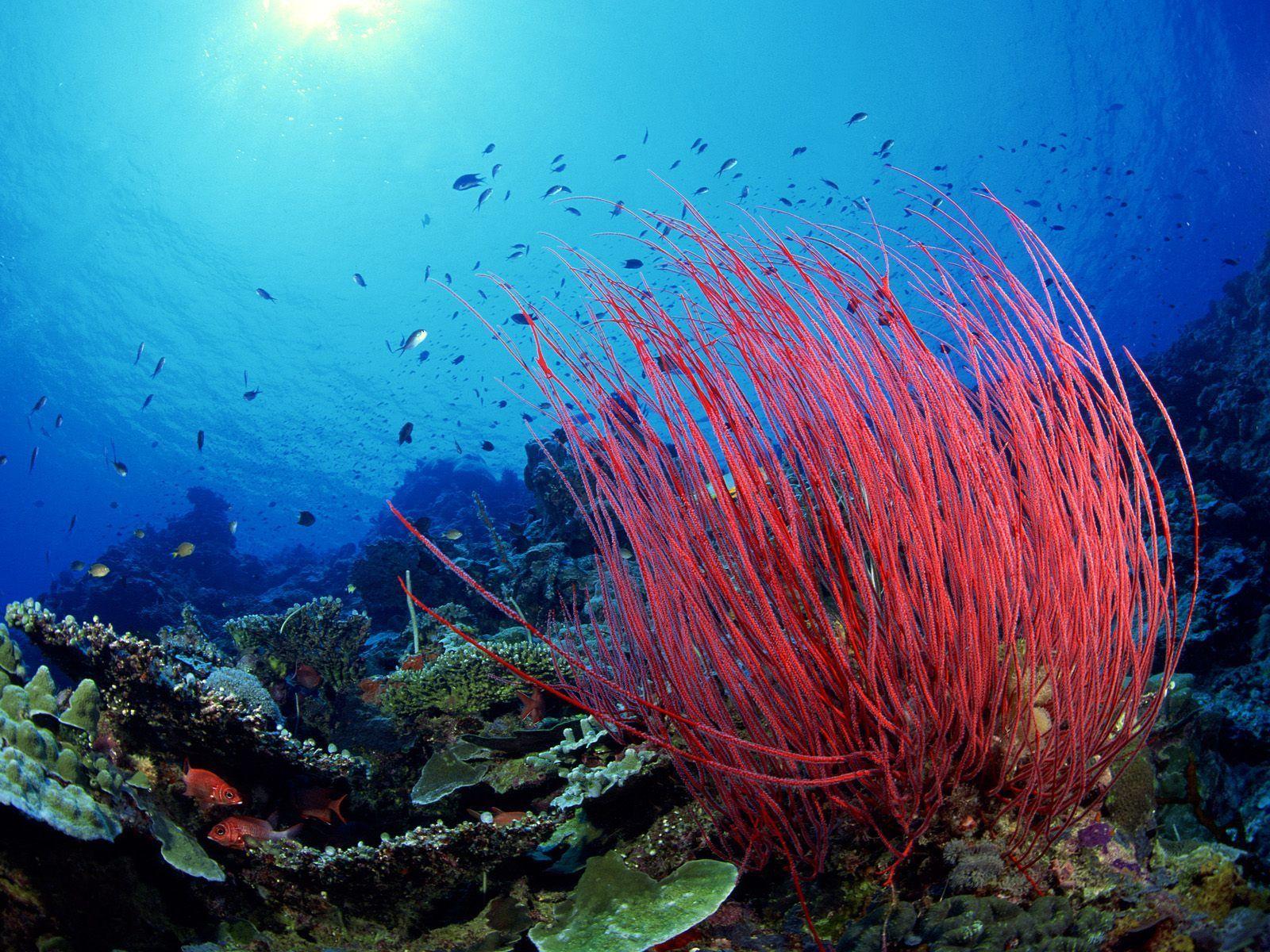 Sea Whip Coral. Coral. Underwater wallpaper, Underwater sea, Fish