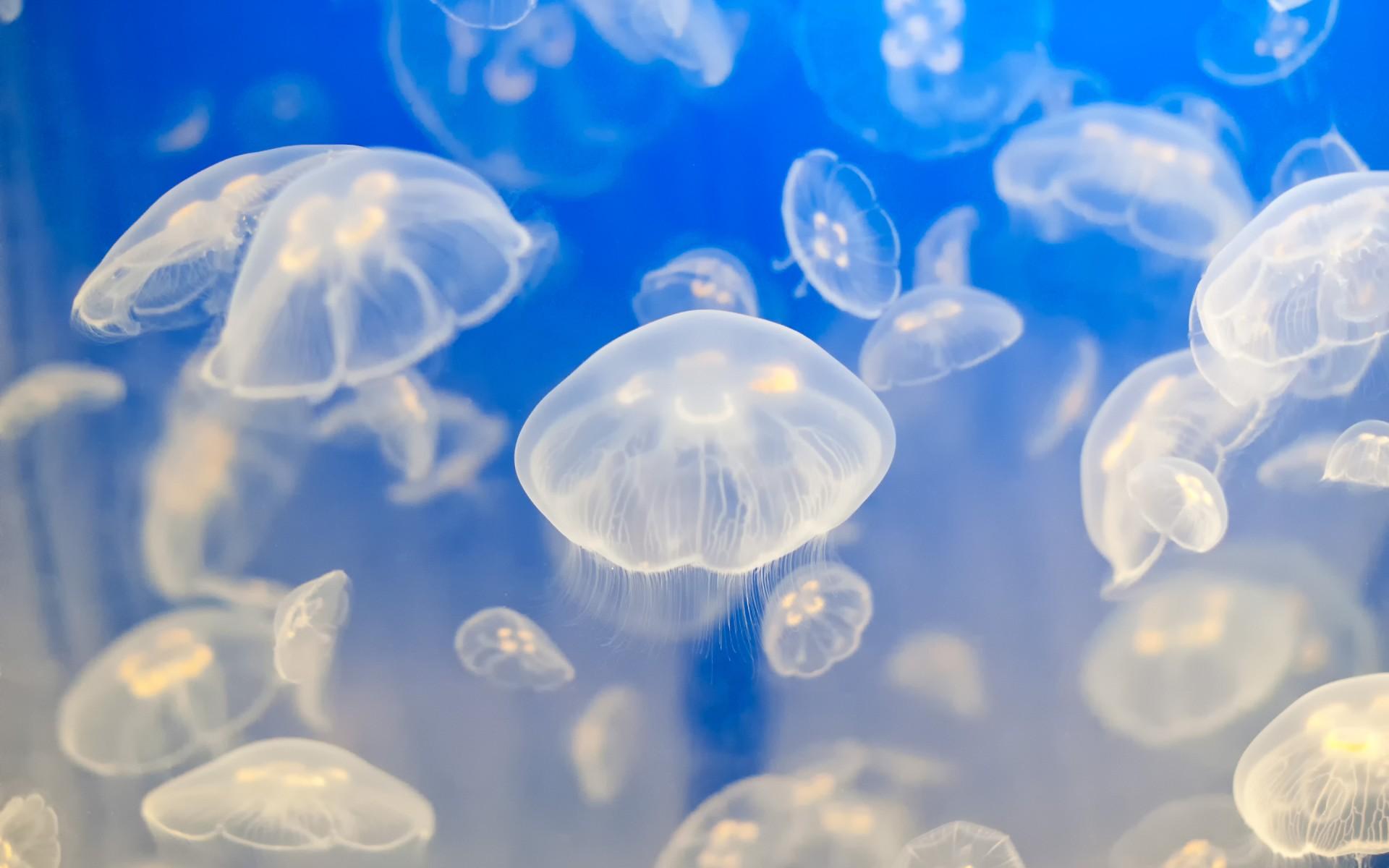 animals, Jellyfish, Fishes, Underwater, Tropical, Ocean, Sea, Water