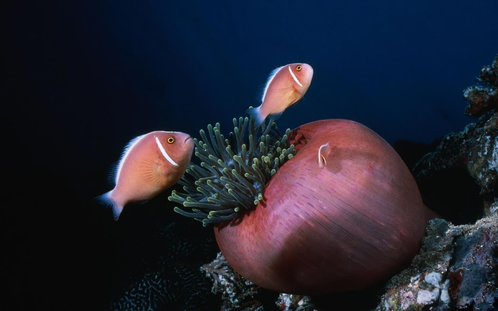 Ocean: Life Underwater Nature Fish Oceans Coral Reefs Sealife 4k