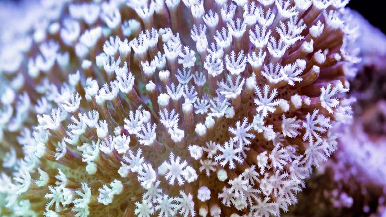 SEA LIFE Underwater Sea Ocean Art Artwork 3 D Psychedelic Coral
