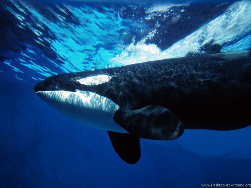 Orca Whale Underwater Ocean Life Photography Desktop Wallpaper